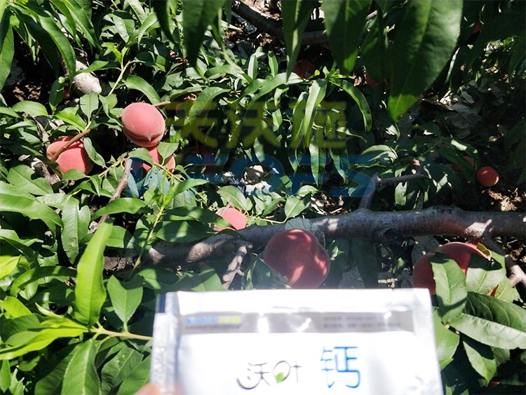 桃樹施什么肥料好，看這一篇就夠了！