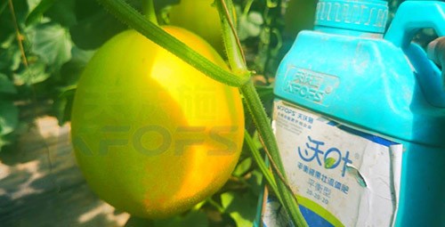 甜瓜用什么肥料更甜，你知道嗎？