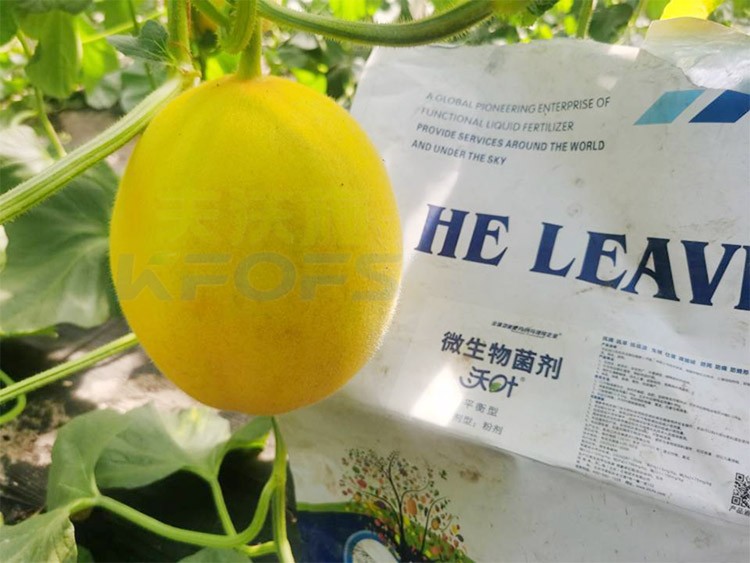 甜瓜用什么肥料更甜，你知道嗎？