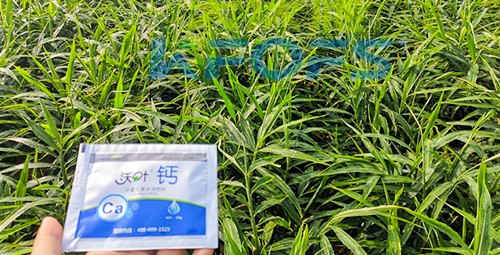 鈣肥為何在大姜上全程使用？