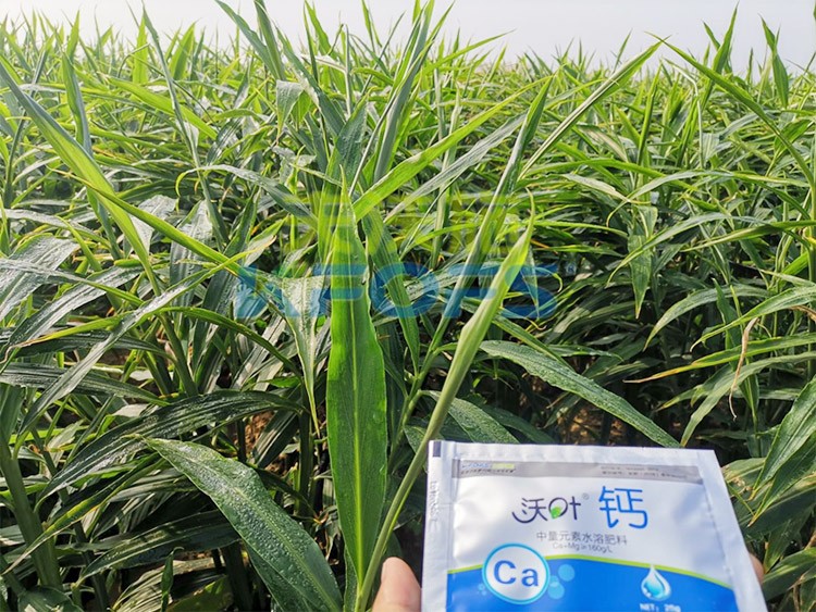 鈣肥為何在大姜上全程使用？