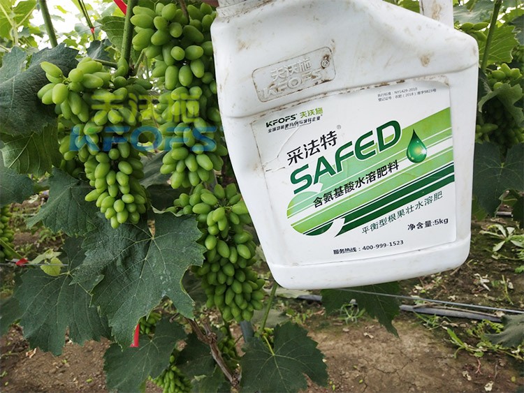 進(jìn)口水溶肥用這個(gè)，葡萄能增產(chǎn)