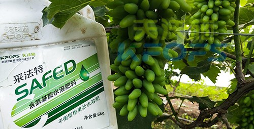 葡萄水溶肥品牌哪個好？案例告訴你！