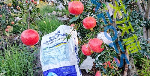 顆粒水溶肥軟籽石榴用，有這三個好處！