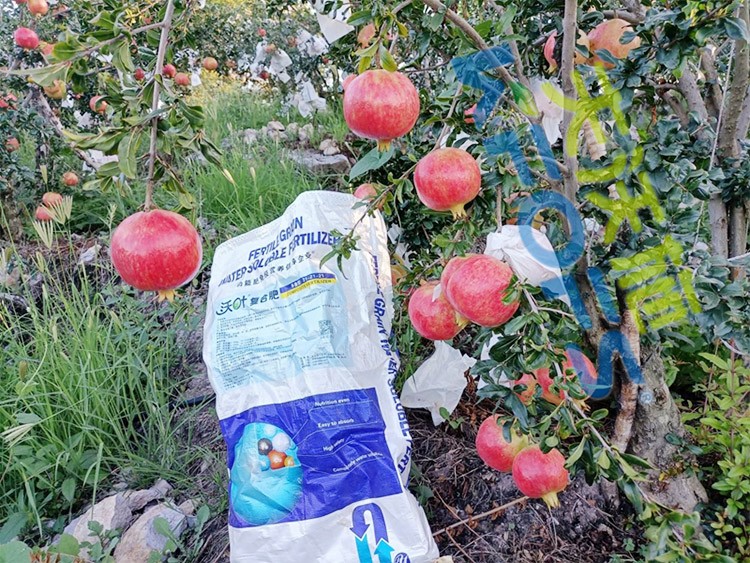 顆粒水溶肥軟籽石榴用，有這三個好處！