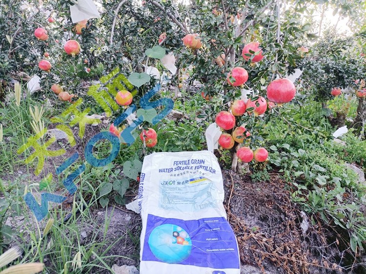 顆粒水溶肥軟籽石榴用，有這三個好處！