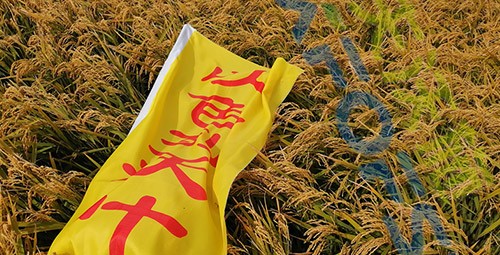 水稻用水溶肥，這三個(gè)方面的效果很明顯！