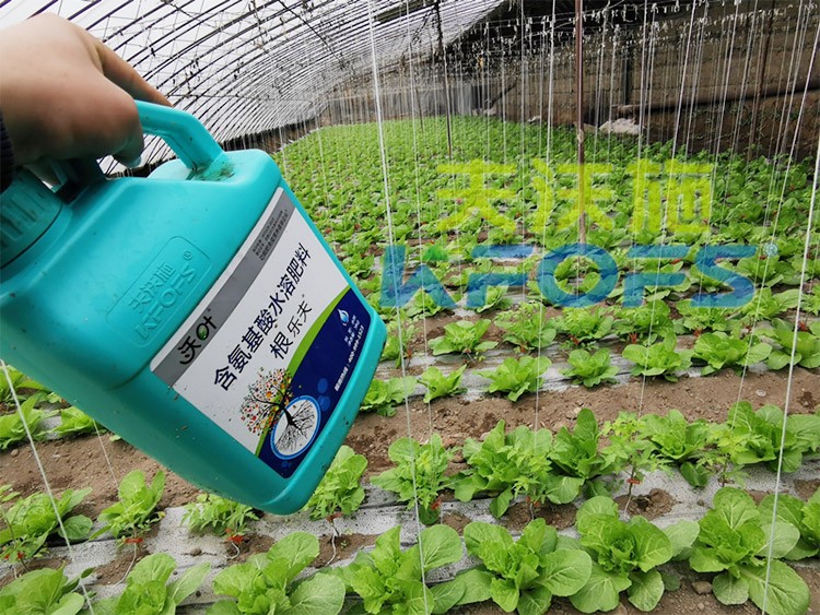 蔬菜用進(jìn)口水溶肥，有什么突出效果？