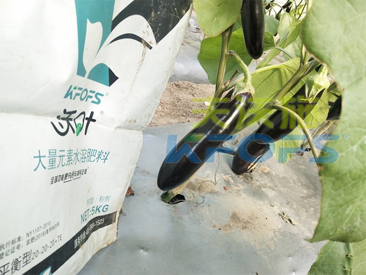 蔬菜用進(jìn)口水溶肥，有什么突出效果？