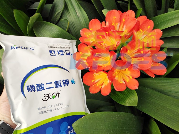 花卉用這款磷酸二氫鉀，效果不一般！