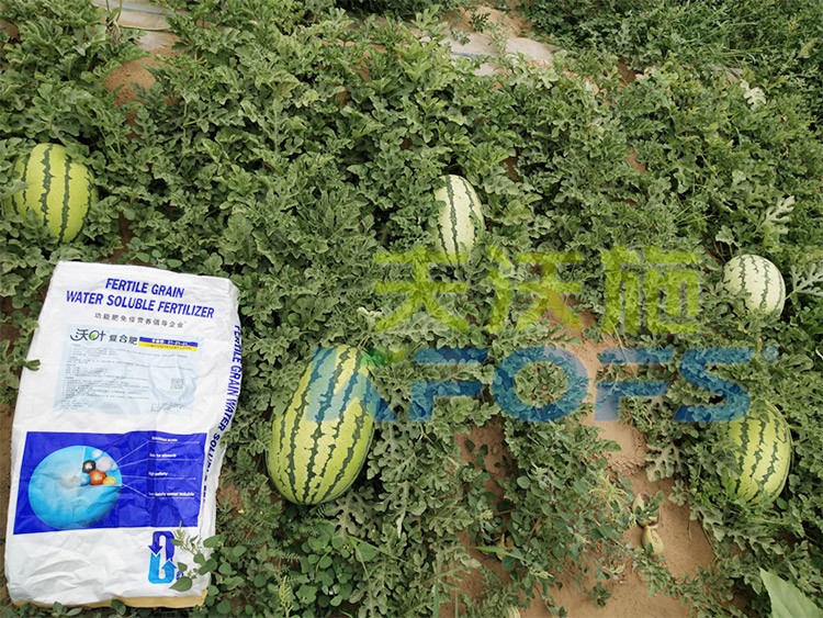西瓜用什么進(jìn)口水溶肥好？
