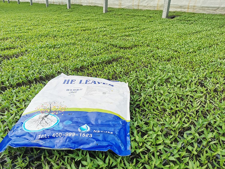 辣椒苗期用什么水溶肥好？