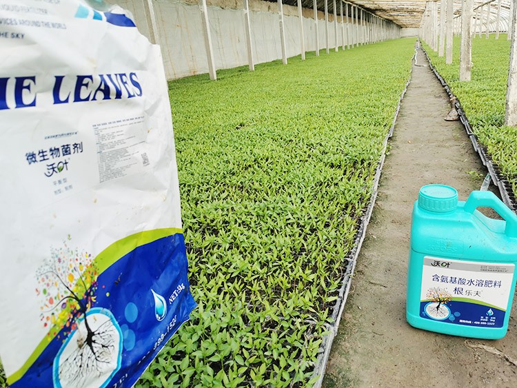 辣椒苗期用什么水溶肥好？