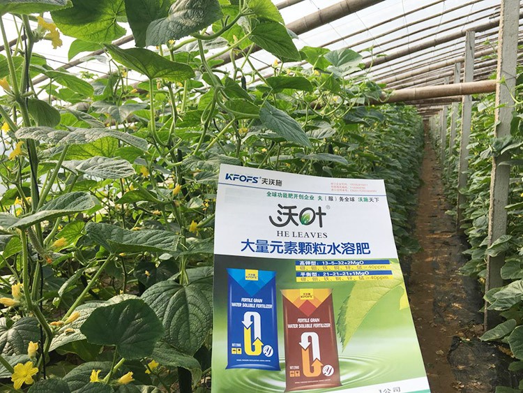 黃瓜用這樣的水溶肥，產(chǎn)量就是高！