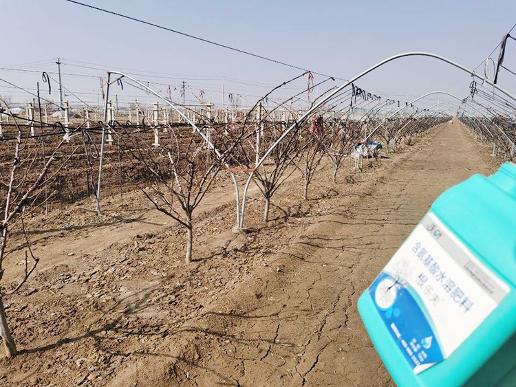 果樹水溶肥什么牌子好？