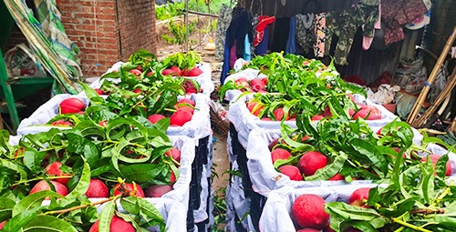 桃樹用什么肥料好？且看這篇！