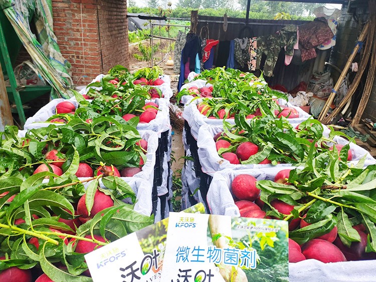 桃樹用什么肥料好？且看這篇！