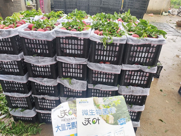 桃樹用什么肥料好？且看這篇！