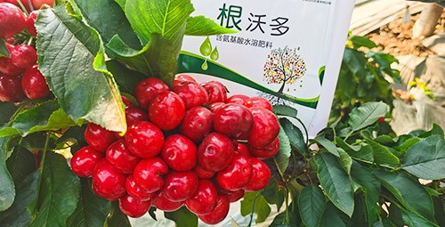 大櫻桃水溶肥廠家哪家好？這樣的才更可靠！