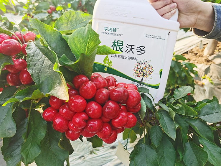 大櫻桃水溶肥廠(chǎng)家哪家好？這樣的才更可靠！