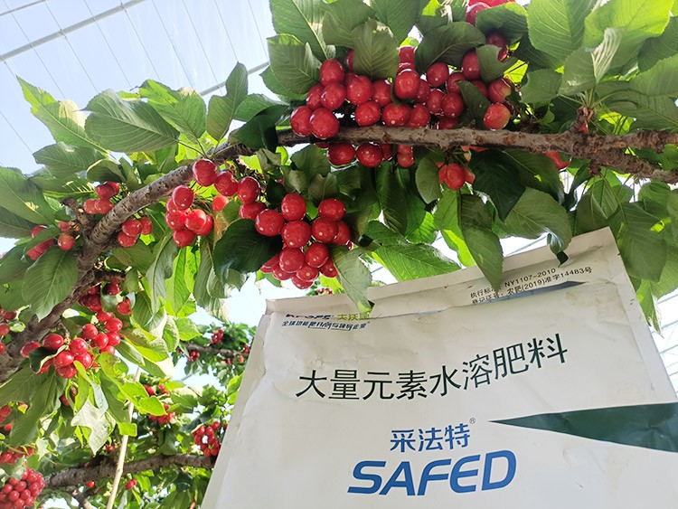 大櫻桃水溶肥廠(chǎng)家哪家好？這樣的才更可靠！