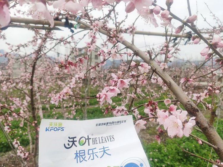 桃樹(shù)根腐不可怕，怕的是不用水溶肥治療！