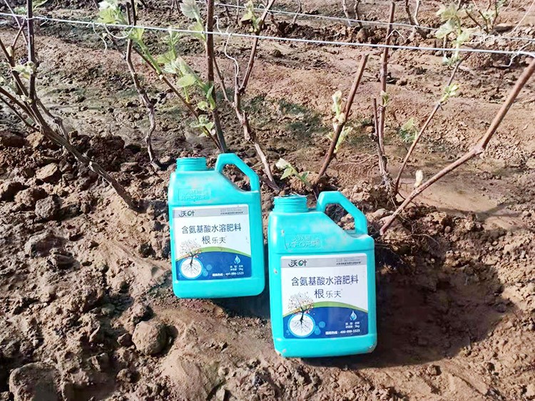 葡萄萌芽期管理技術(shù)在這里，值得收藏！