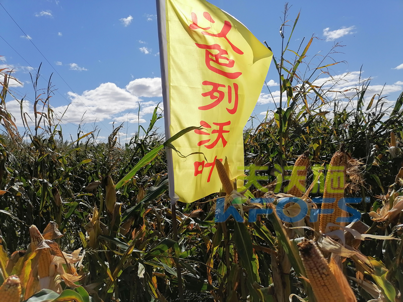 玉米打什么葉面肥增產(chǎn)？解你所惑！