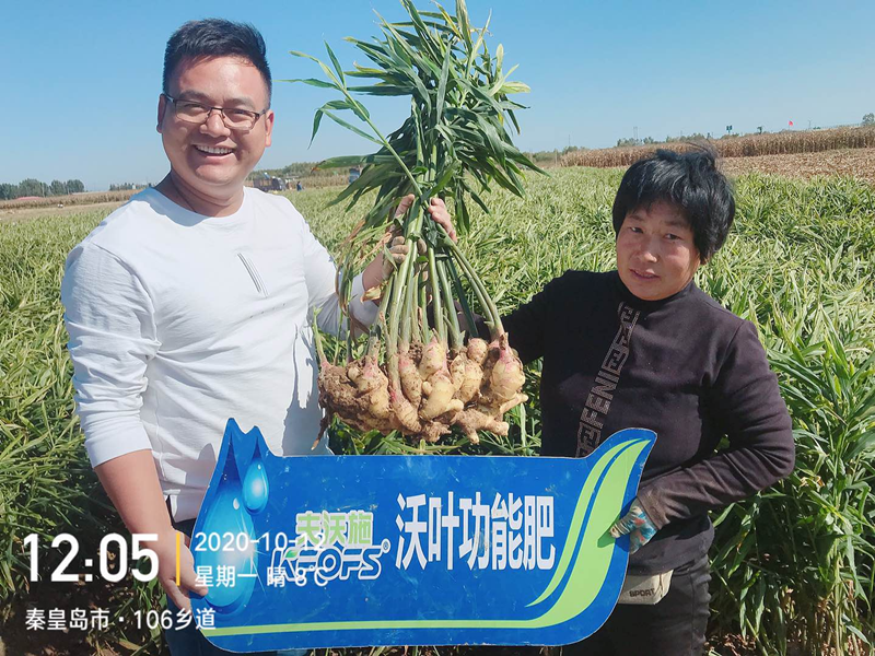 微生物菌劑為何要在大姜上全程使用？