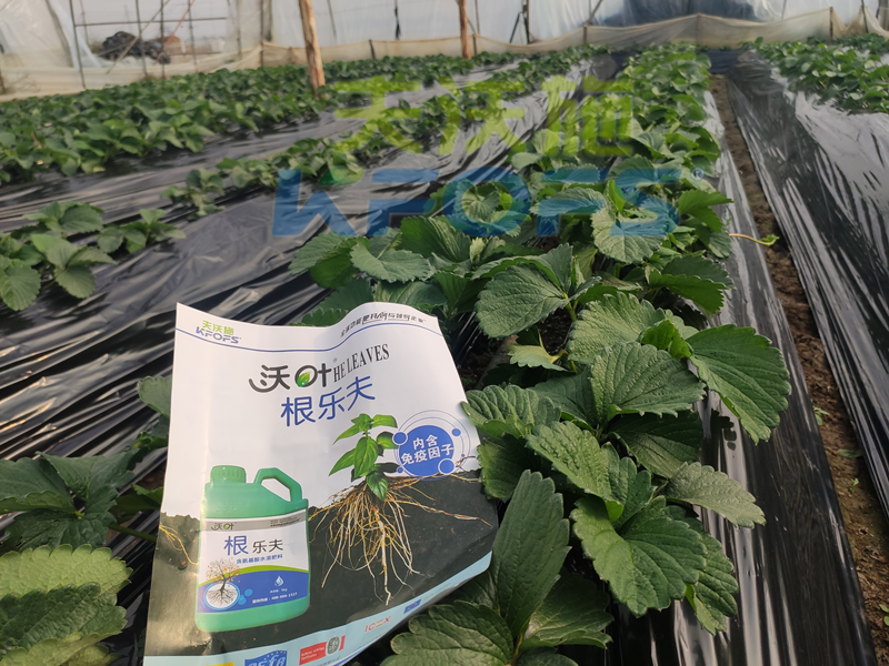 草莓結果的時候要施什么肥？別再用錯了！