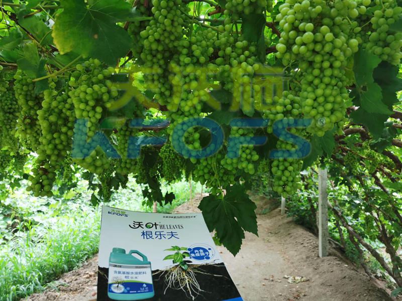 水溶肥如何搭配，促使葡萄萌芽健壯！