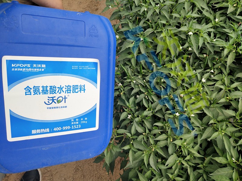 水溶肥-辣椒用沃葉水溶肥效果1.jpg