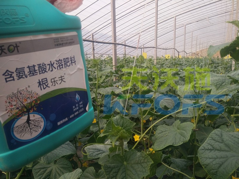 生根劑-黃瓜用沃葉根樂(lè)夫生根劑效果.jpg