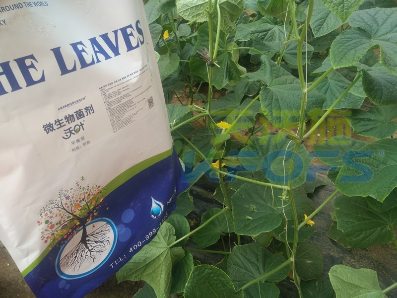 生根劑-黃瓜用沃葉根樂(lè)夫生根劑效果.jpg
