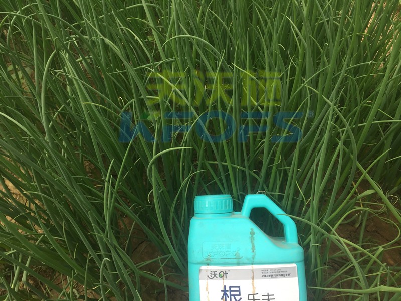 大蔥用什么水溶肥長得高？