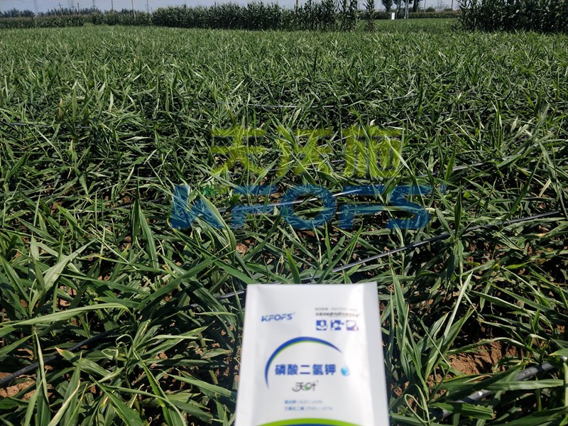 磷酸二氫鉀怎么選？老農(nóng)資人這樣告訴你！