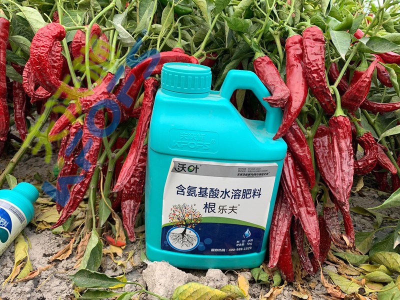 辣椒施肥選沃葉，增產(chǎn)提質(zhì)賣價高！