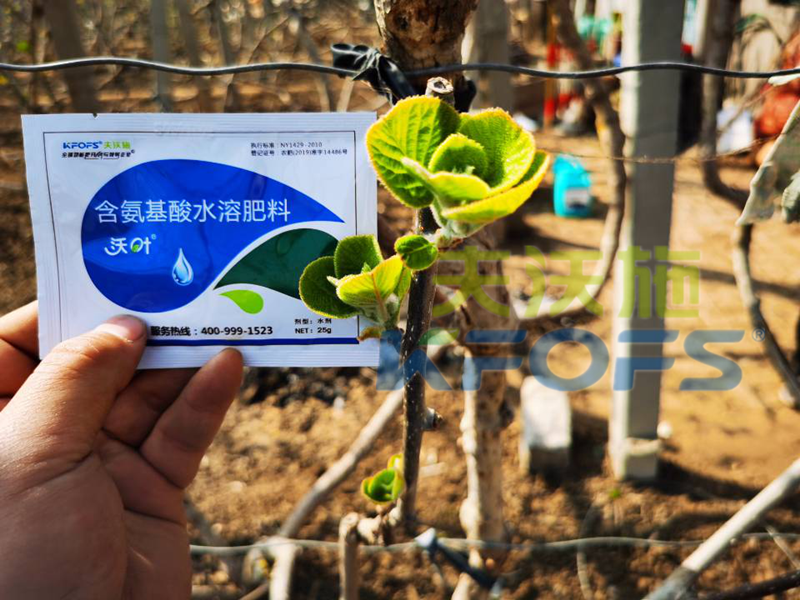 獼猴桃冬季施什么肥料,抵抗性強？