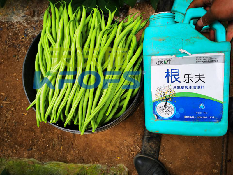 豆角用什么肥料產(chǎn)量高？效益好？