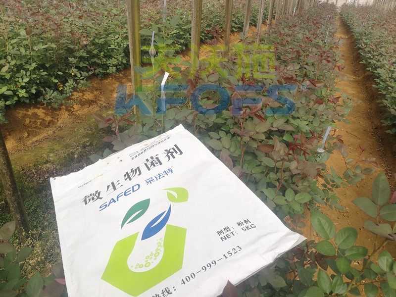 水溶肥-玫瑰用采法特水溶肥系列效果.jpg