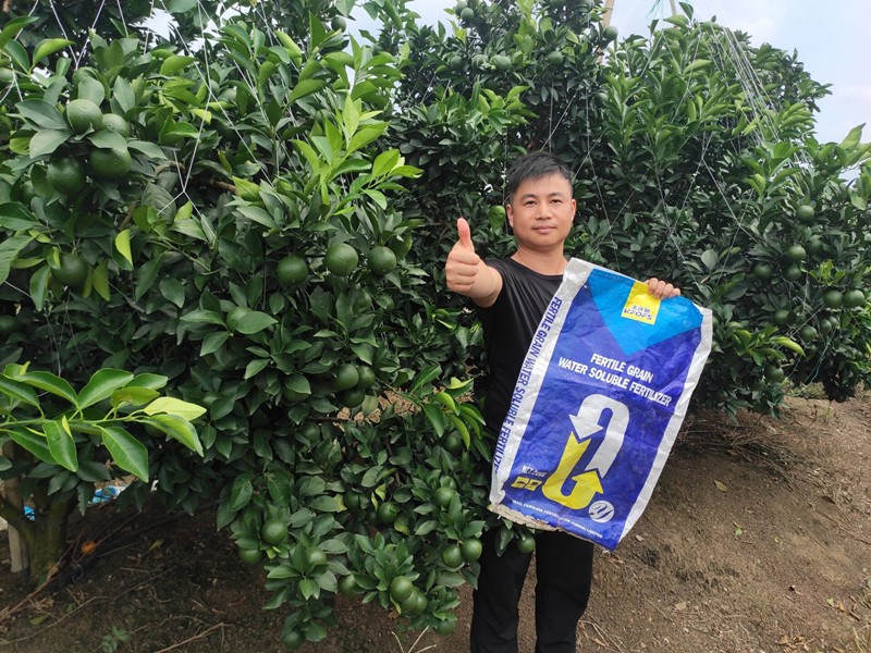 臍橙果期怎樣用顆粒水溶肥效果好？