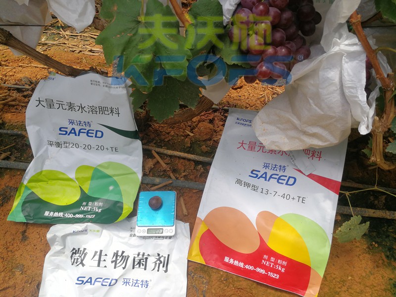 水溶肥這樣用，葡萄提前上市產(chǎn)量高！