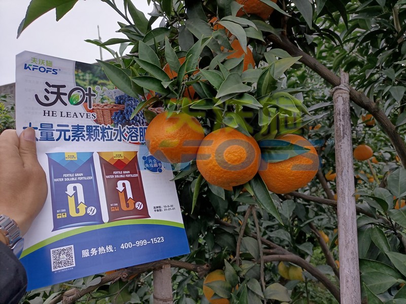 柑橘水溶肥哪個(gè)牌子好？這款獲稱贊