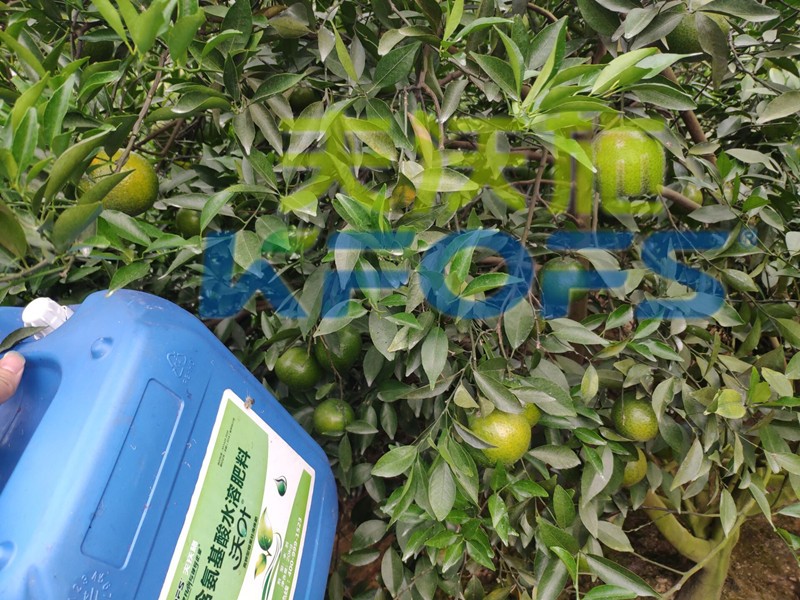 水溶肥-新會(huì)柑用沃葉氨基酸水溶肥效果.jpg