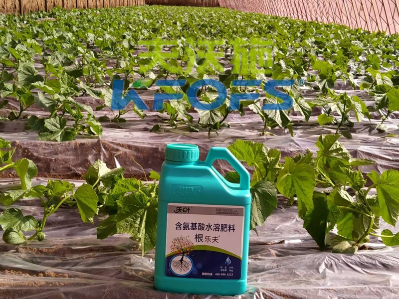 生根劑-黃瓜用沃葉根樂(lè)夫生根劑效果.jpg