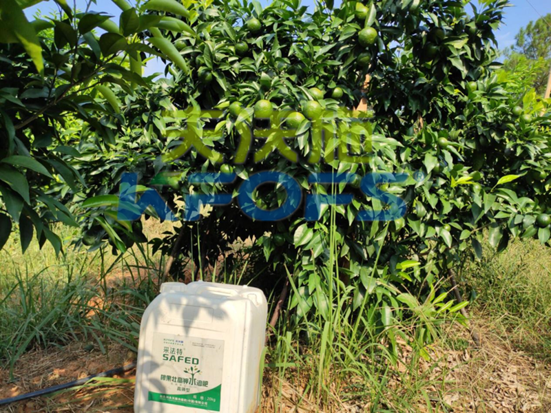 果樹使用哪種水溶肥能安全過冬？