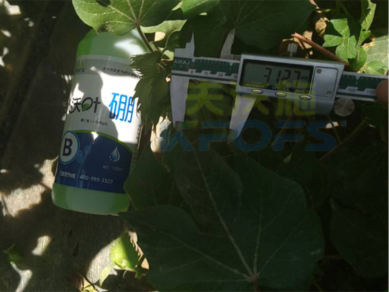 硼肥對(duì)植物生長主要有哪些作用？