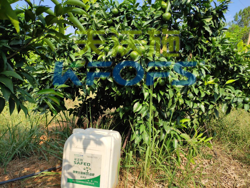 果樹使用哪種水溶肥能順利過冬？