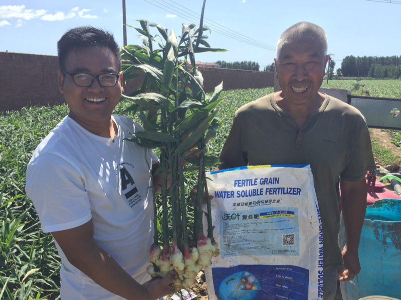 水溶肥這樣使用，解決大姜生長難題