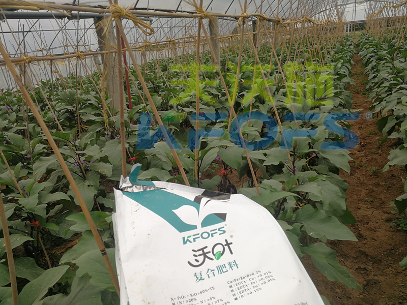 65年的水溶肥廠家告訴你，蔬菜用什么肥料好